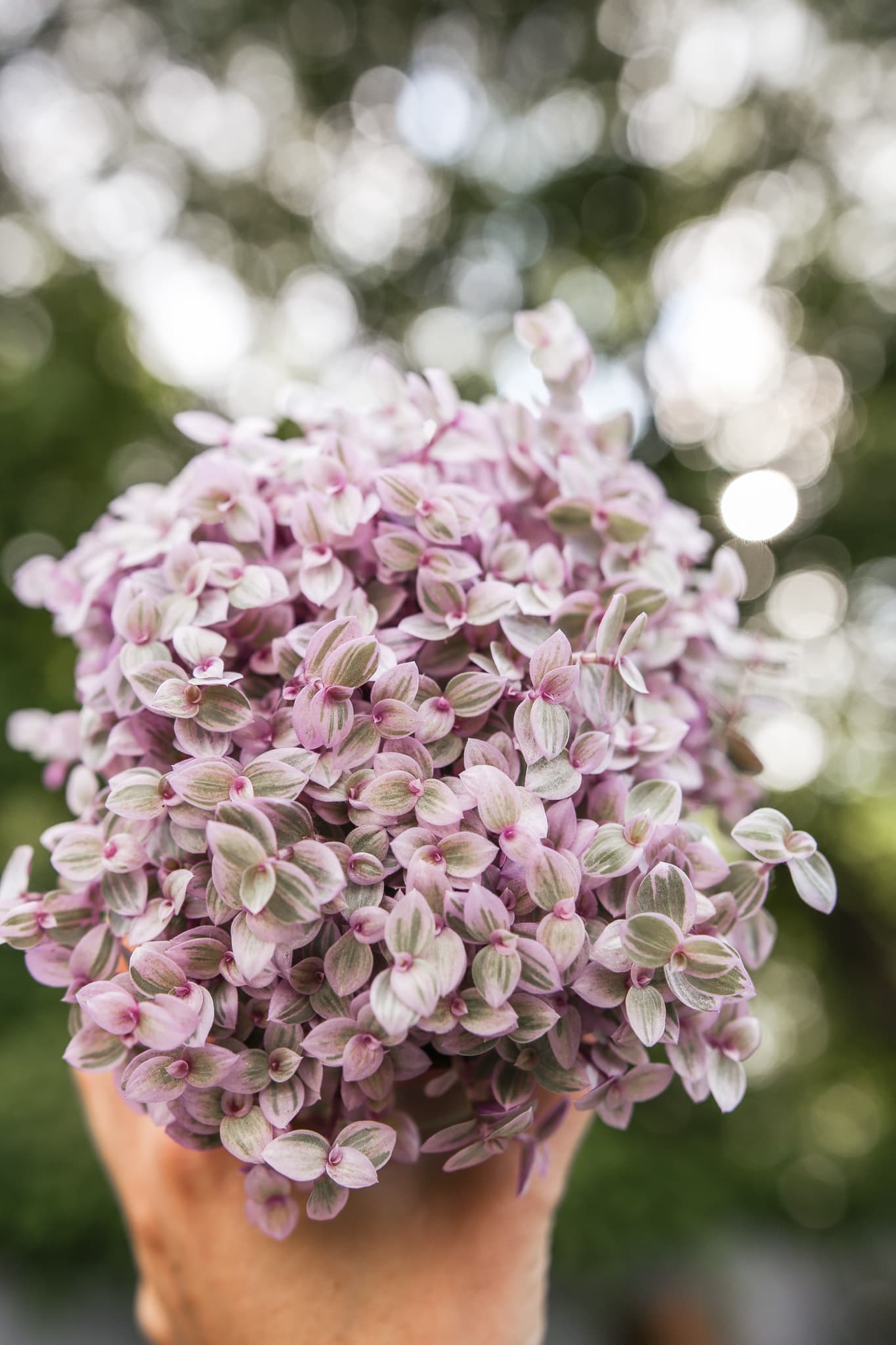 Callisia rosato 'Pink Lady'