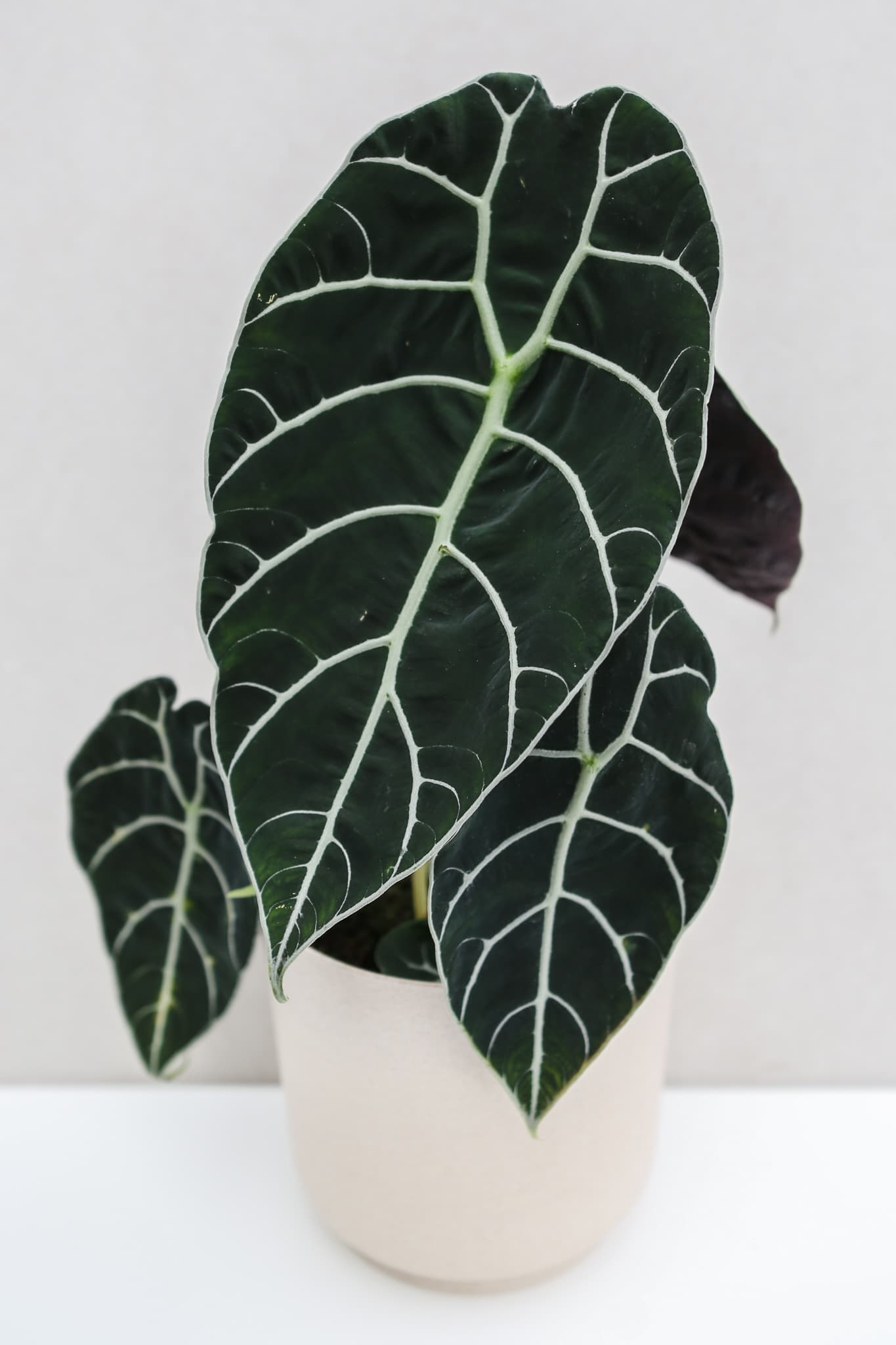 Alokazja Watsoniana