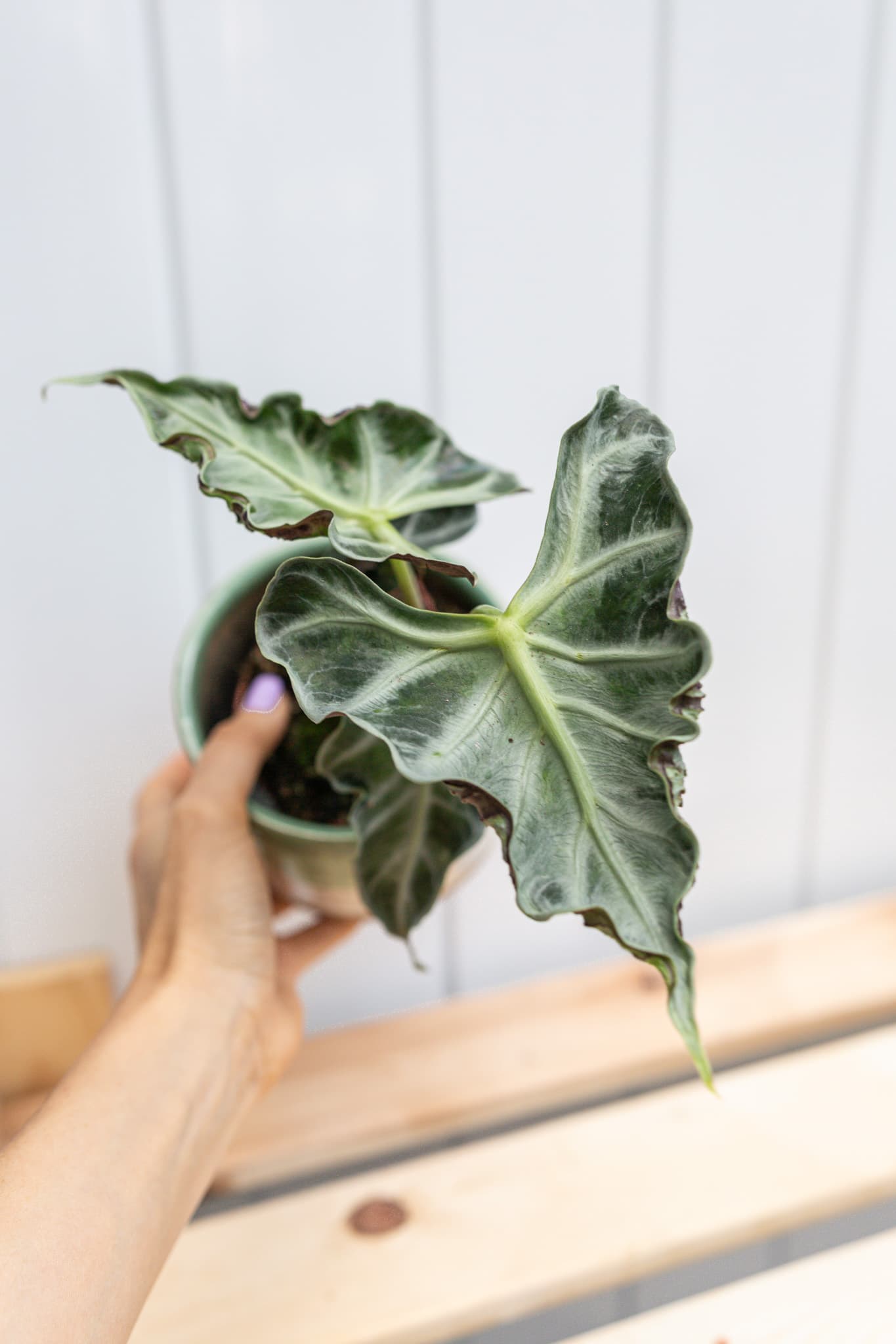 Alocasia Loco