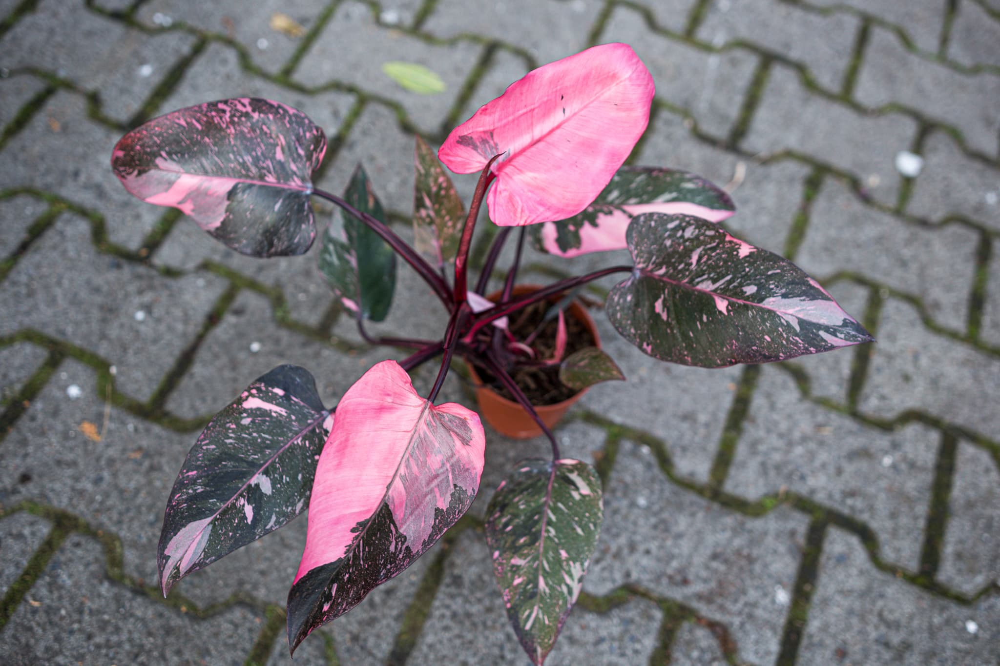 Philodendron Pink Princess Marble