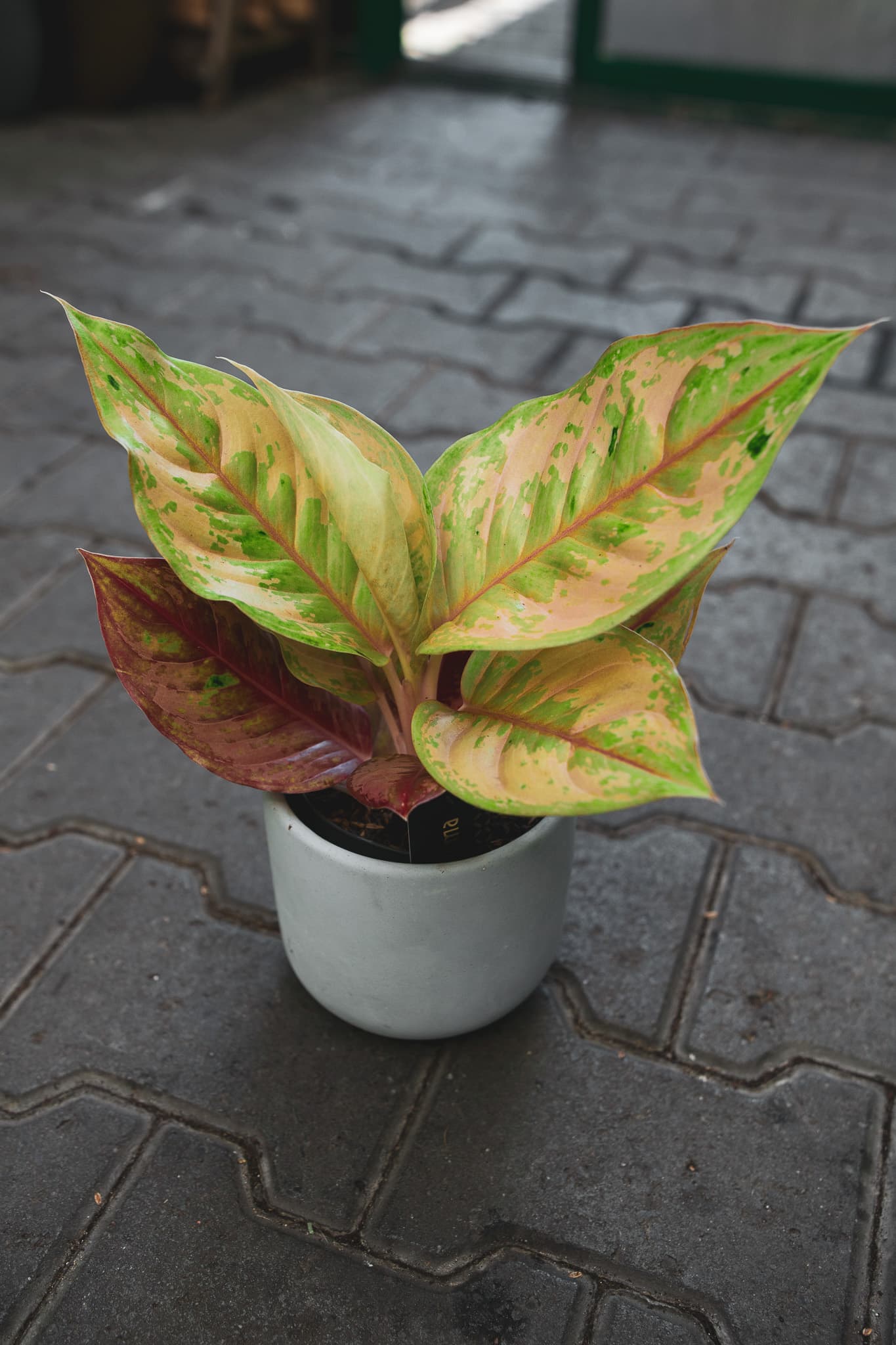 Aglaonema Pastella (Kopia)