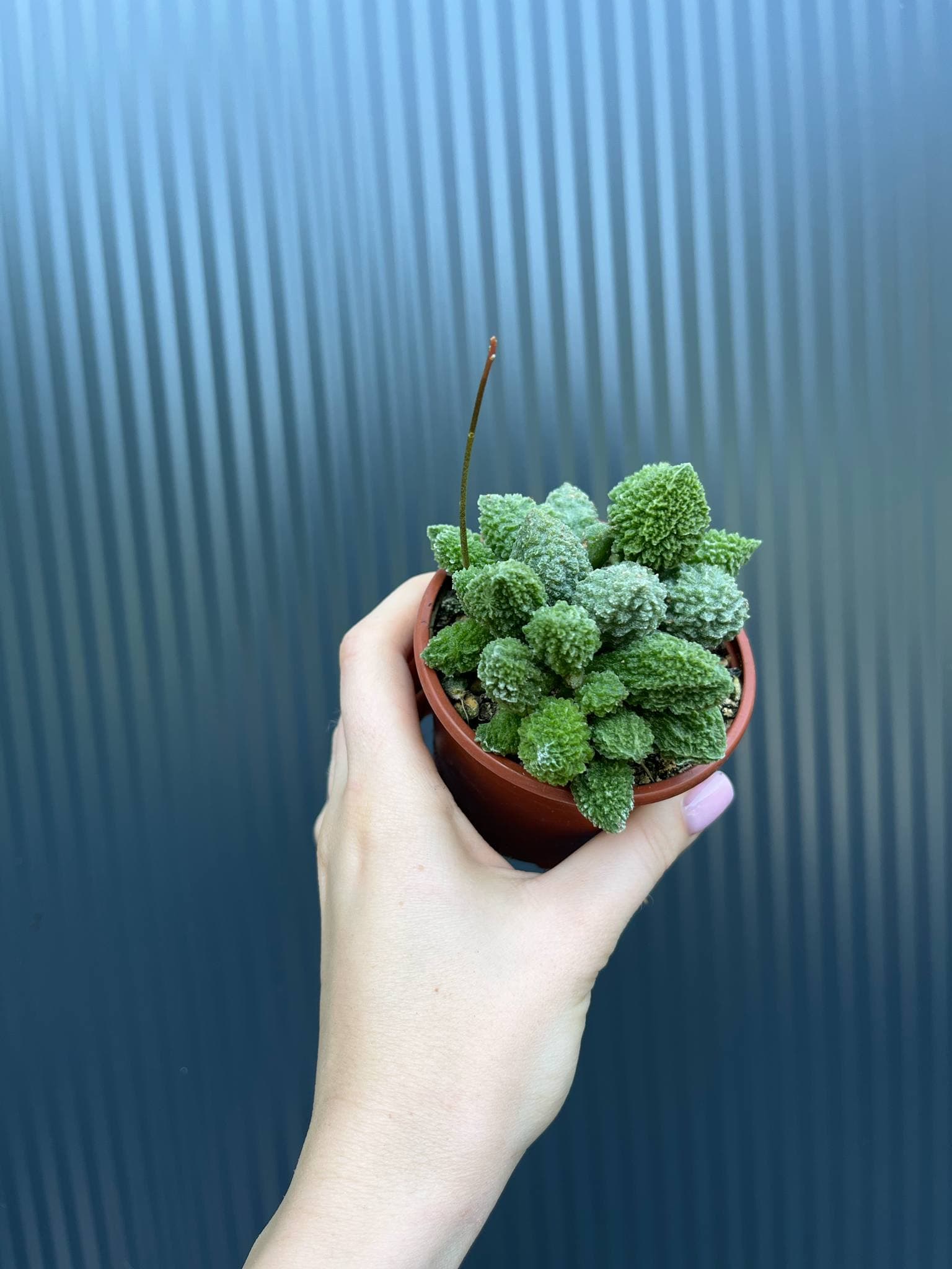 Sukulent ADROMISCHUS marianae herrei 'Red Coral'