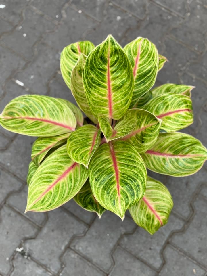 Aglaonema Rose Parakett