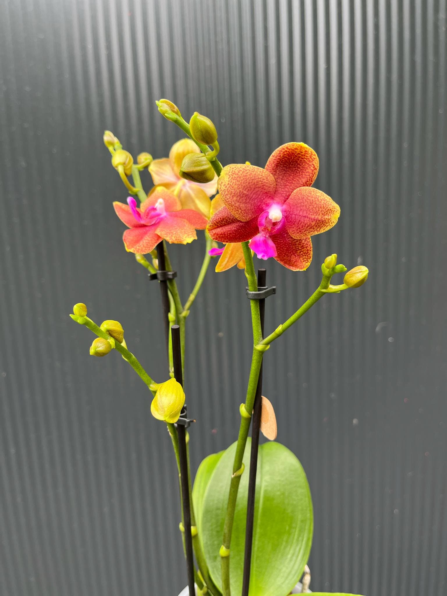 Phalaenopsis Bolgheri | Storczyk Pachnący