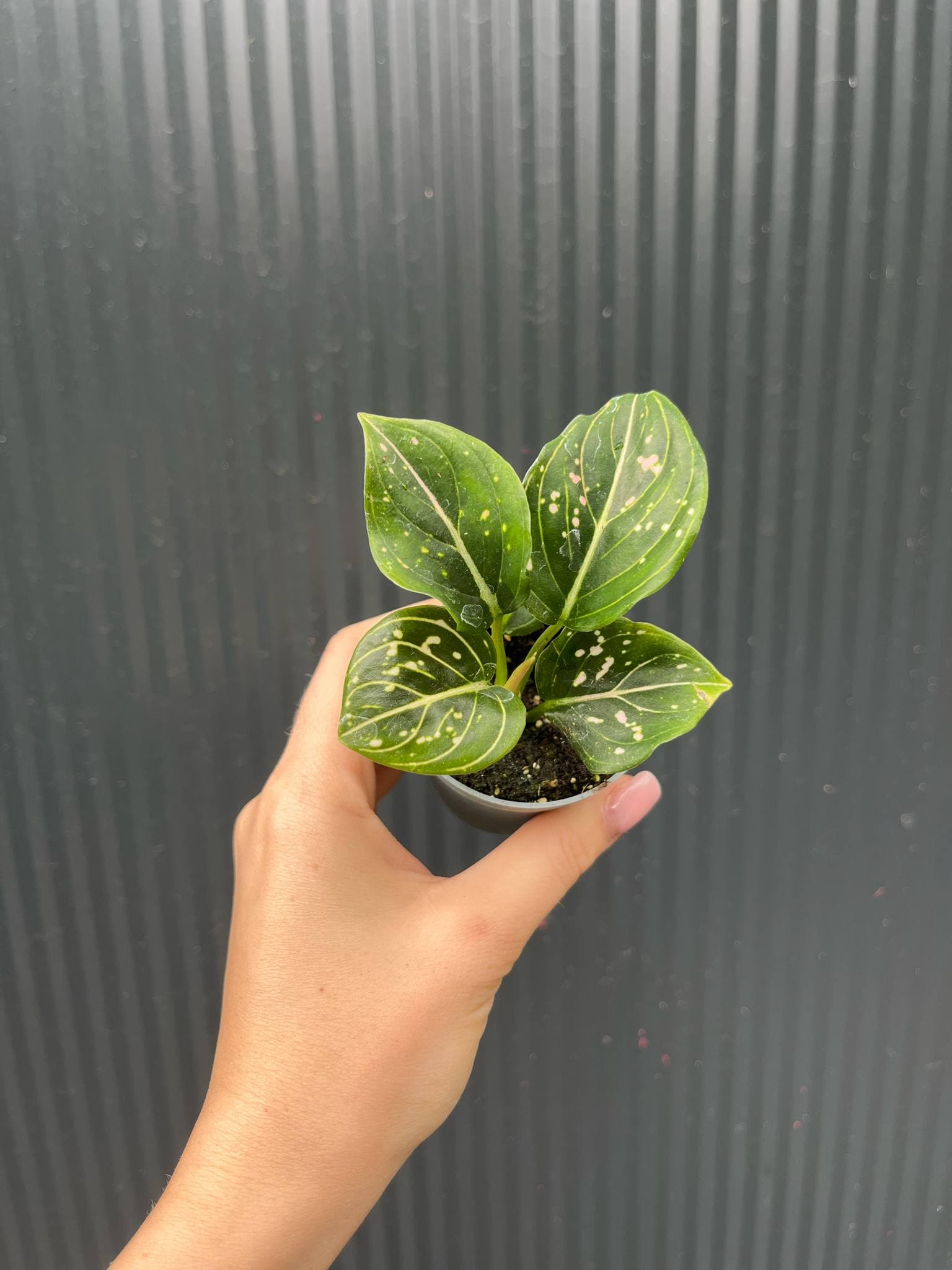 Aglaonema Tom’s Pride