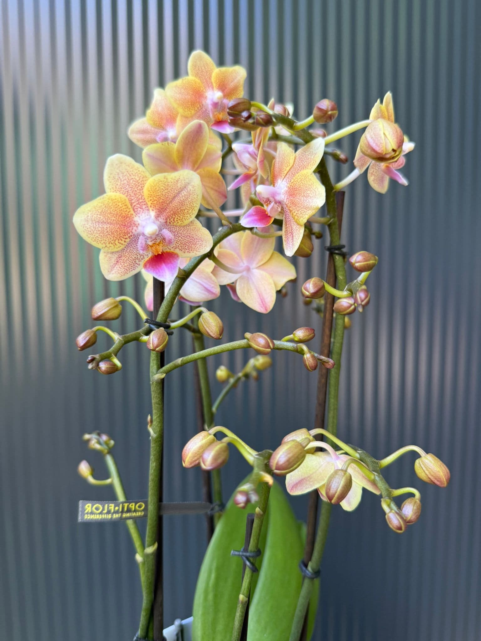Phalaenopsis Multiflora 'Aromio Spicy' | storczyk pachnący