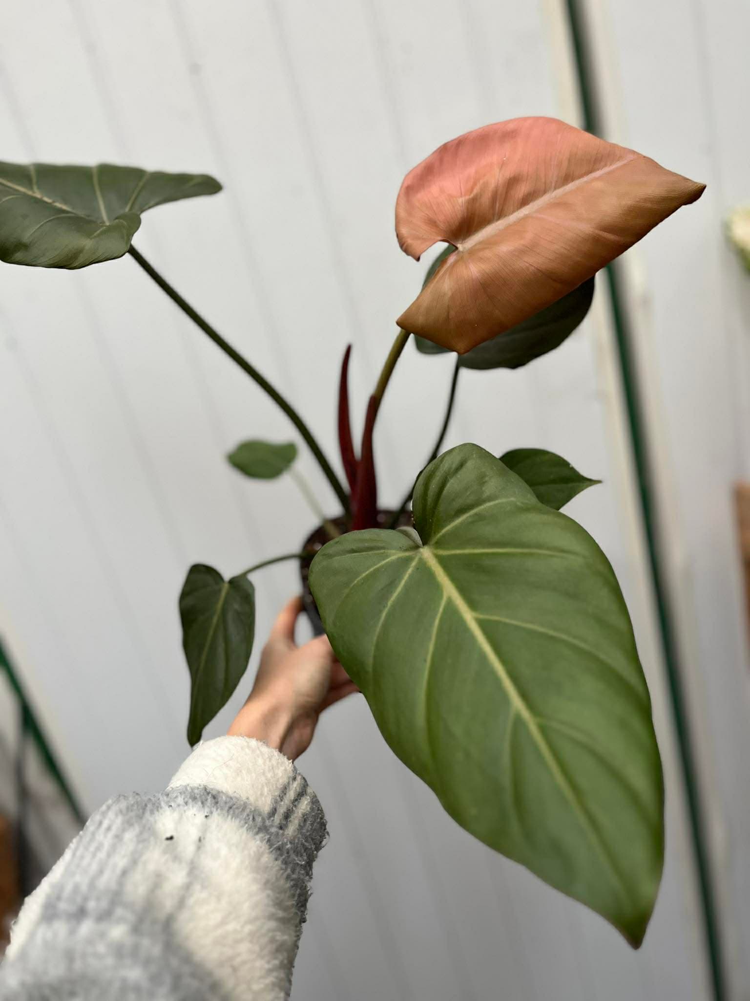 Philodendron Summer Glory