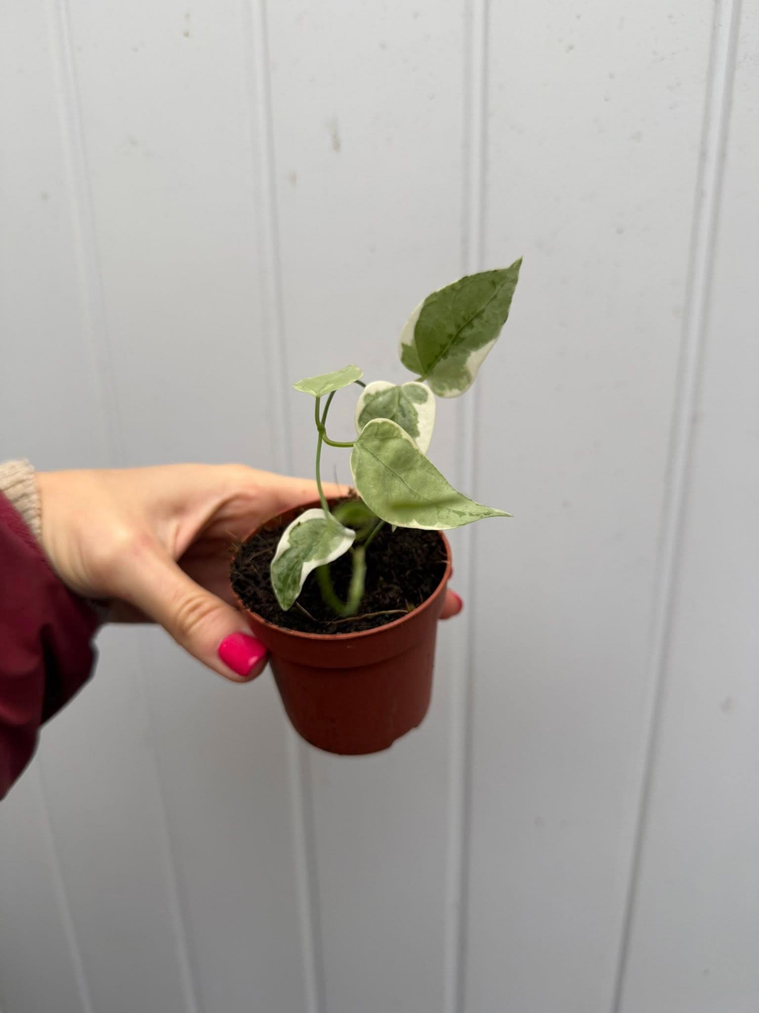 Hoya Streptocaulon Juventas Variegata