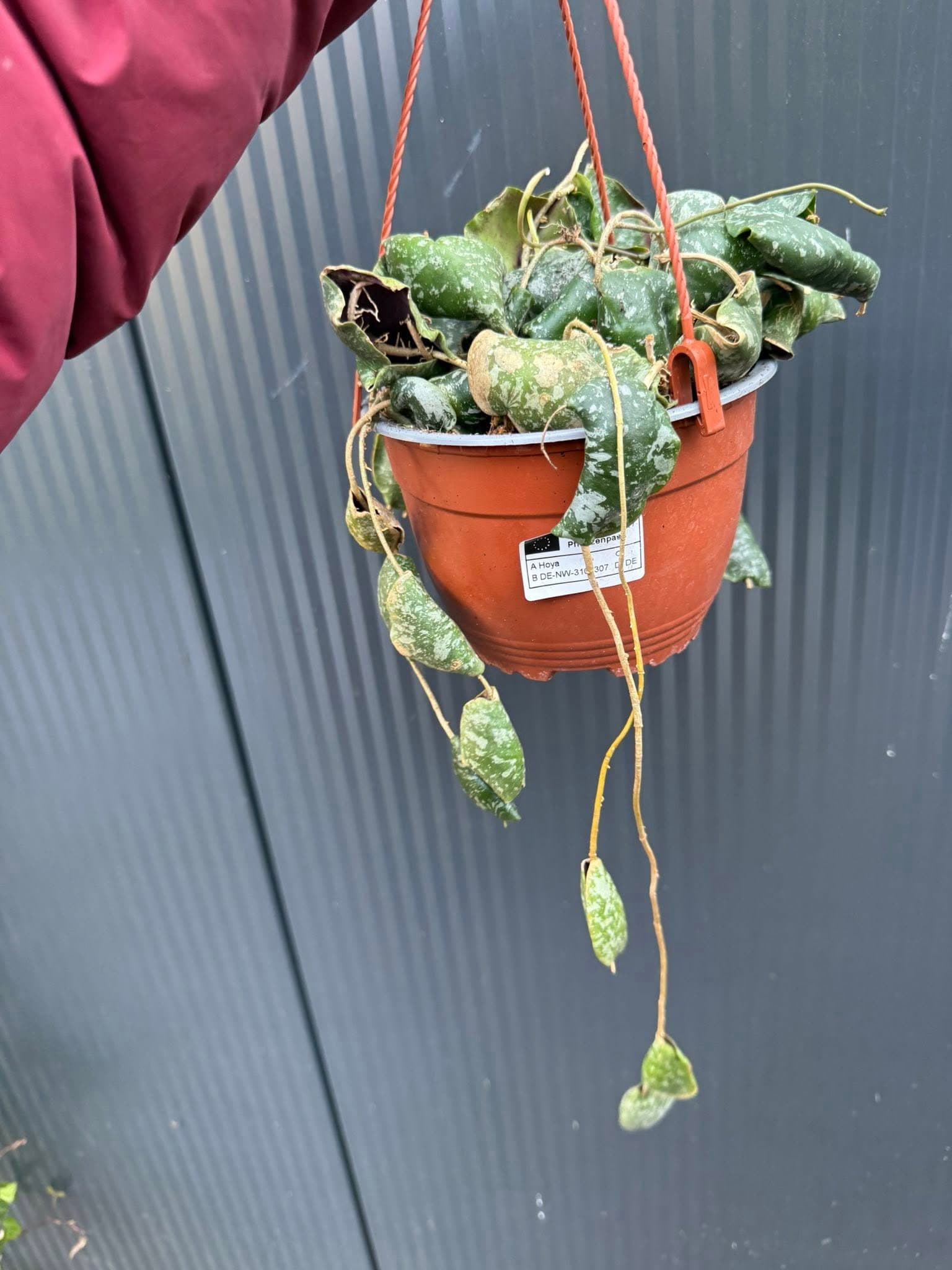 Hoya imbricata