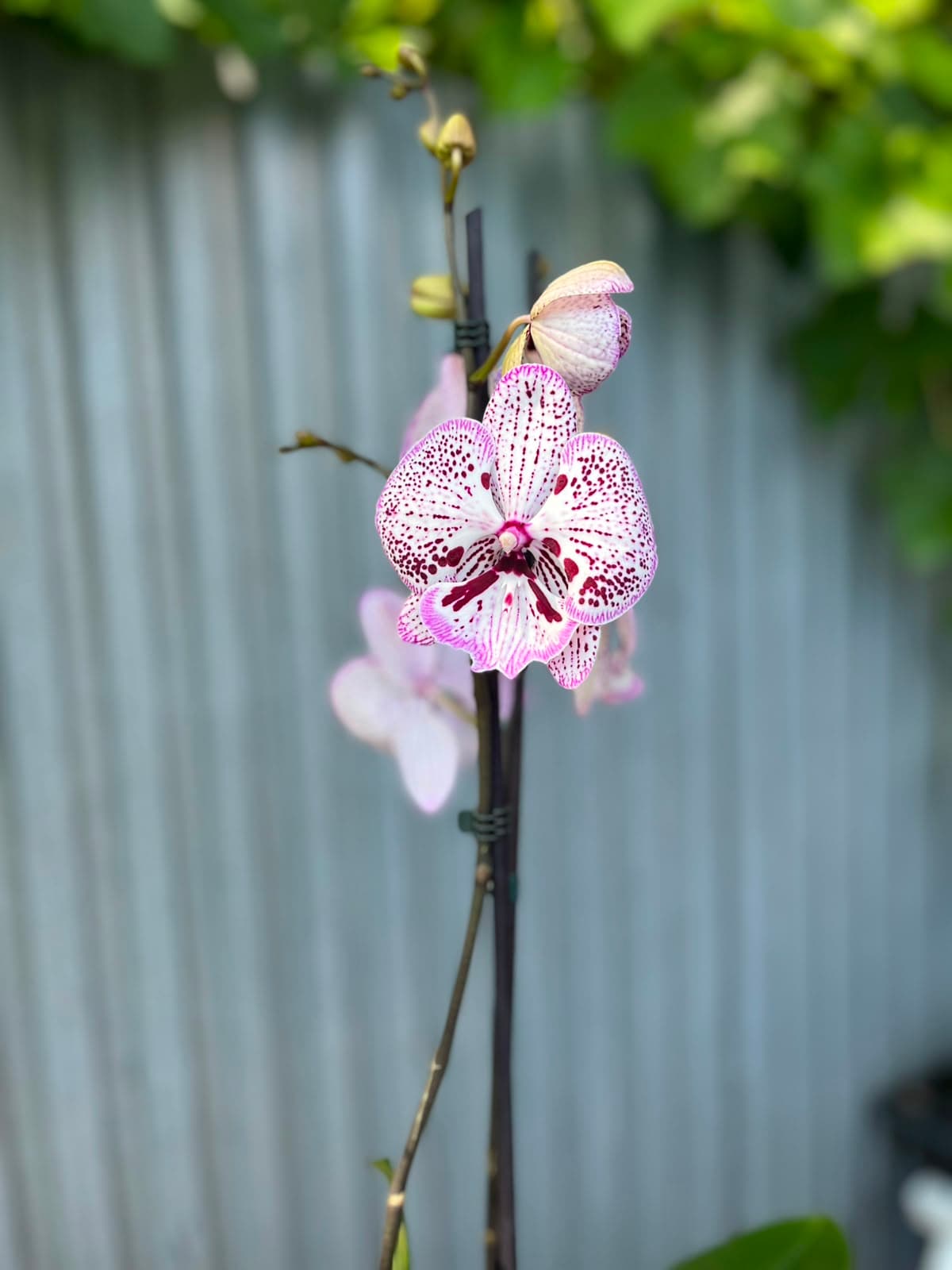 Phalaenopsis Grace | Storczyk