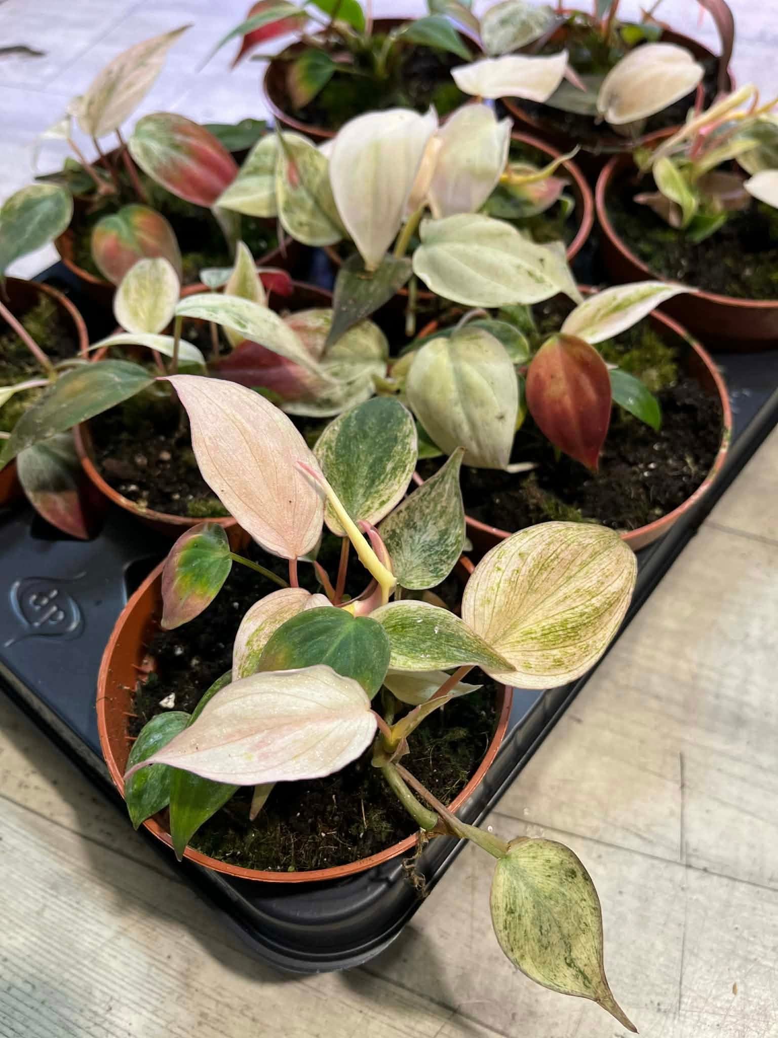 Philodenron Micans Marble Variegata