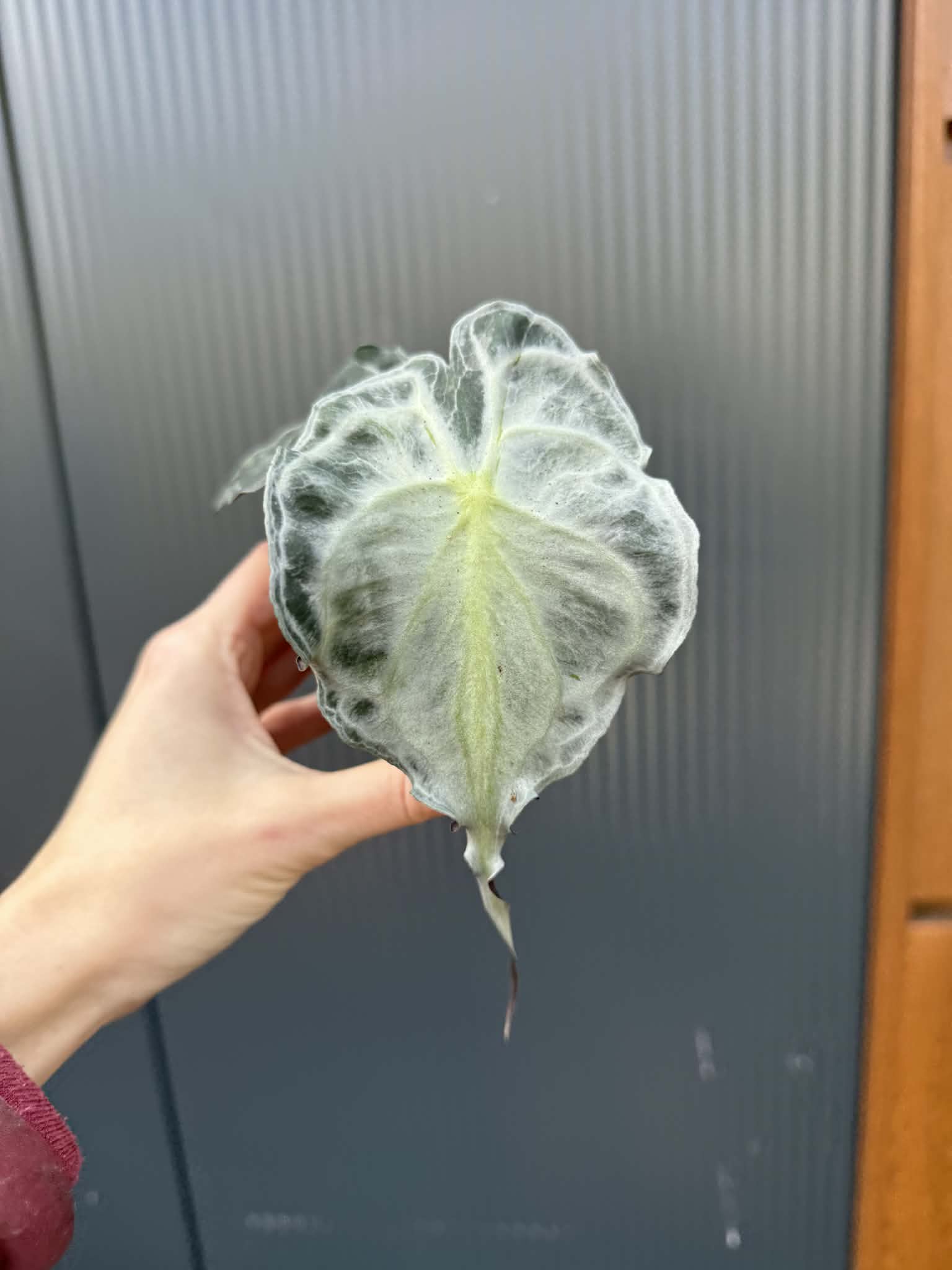 Alocasia Venom