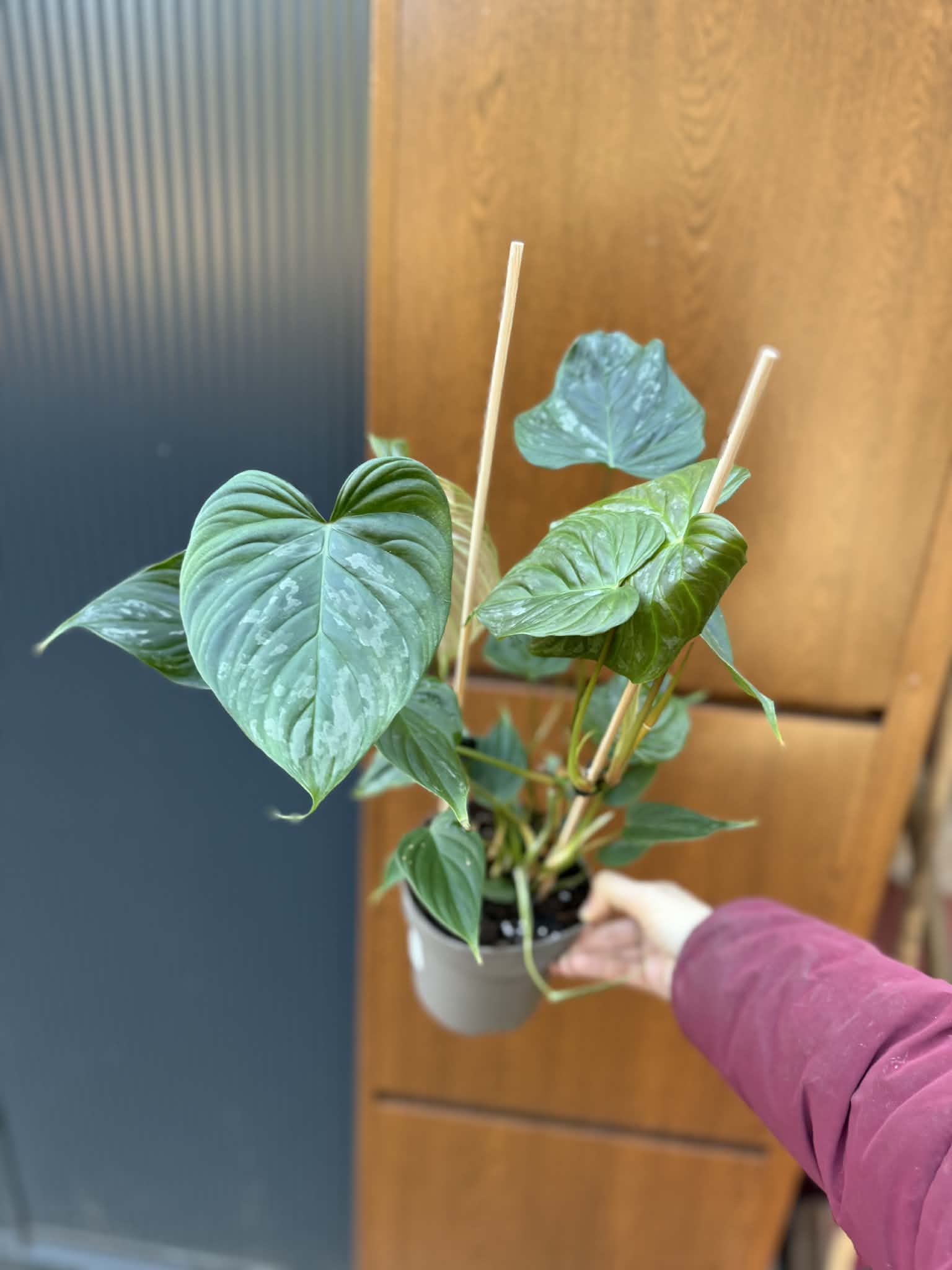 Philodendron Majestic