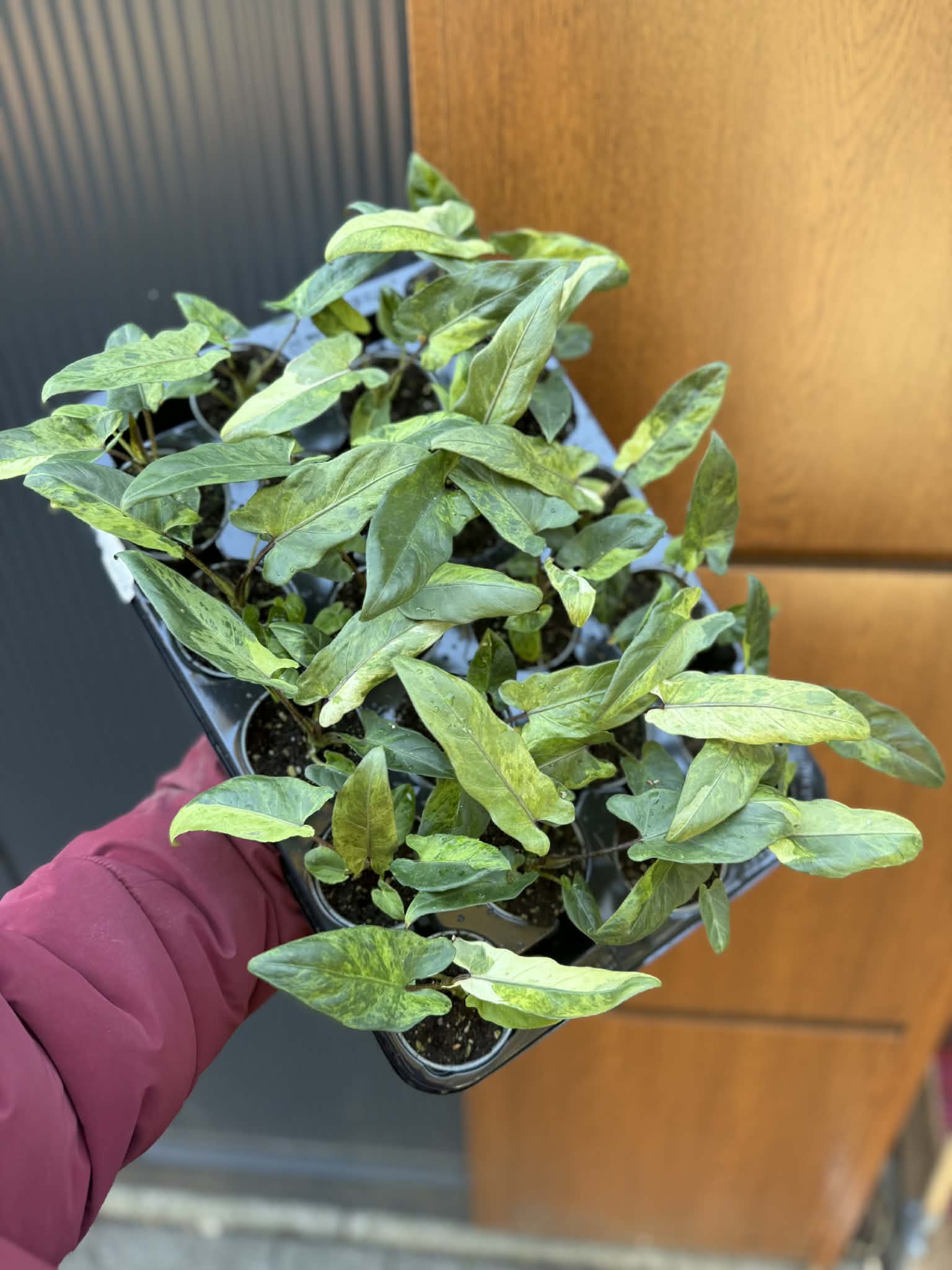 Alocasia Lauterbachiana Variegata