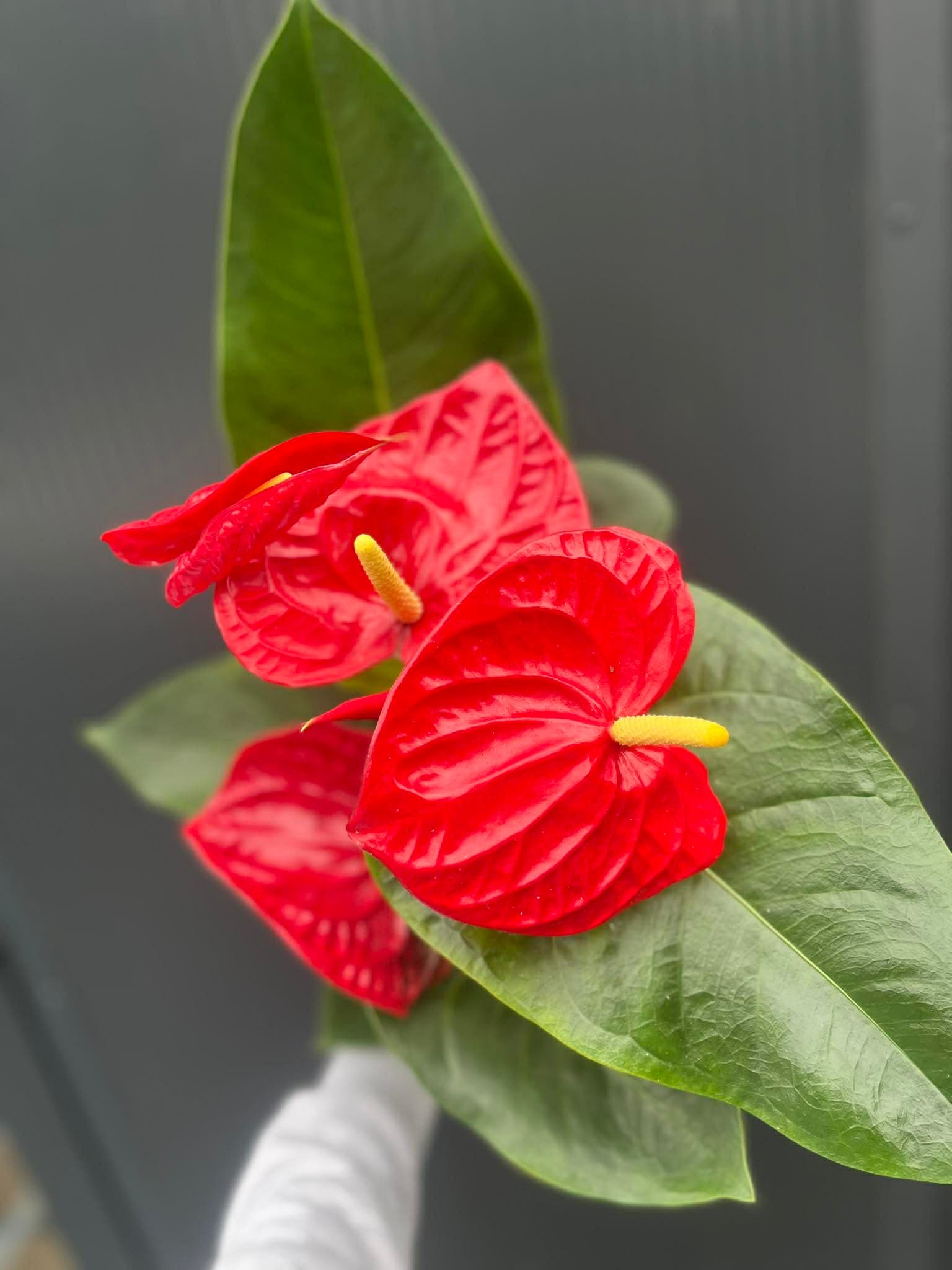 Anthurium andreanum ‘Oregon’