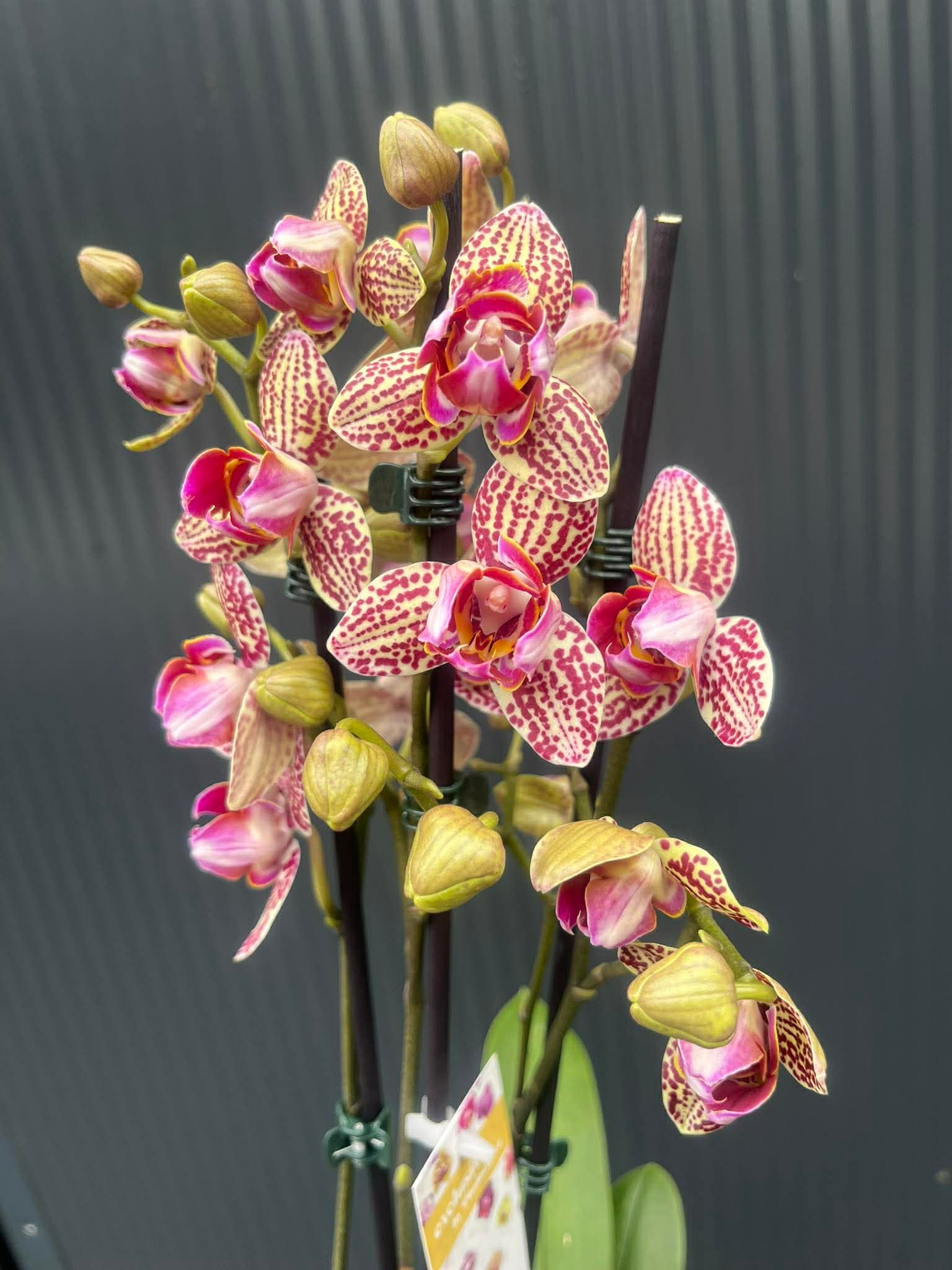 Phalaenopsis Lucky Leopard peloric | Storczyk
