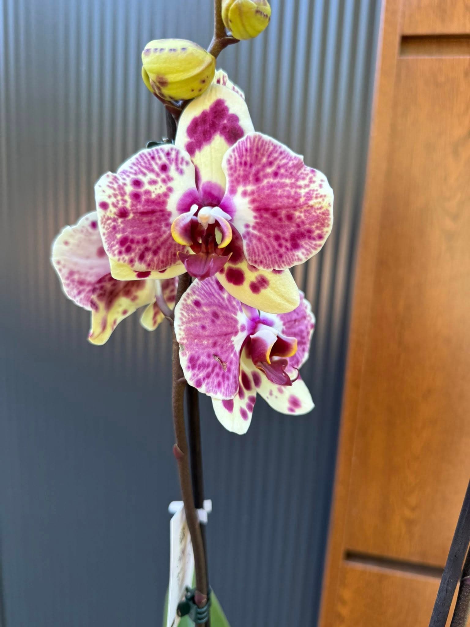 Phalaenopsis Yellow Exotic Punch | Storczyk