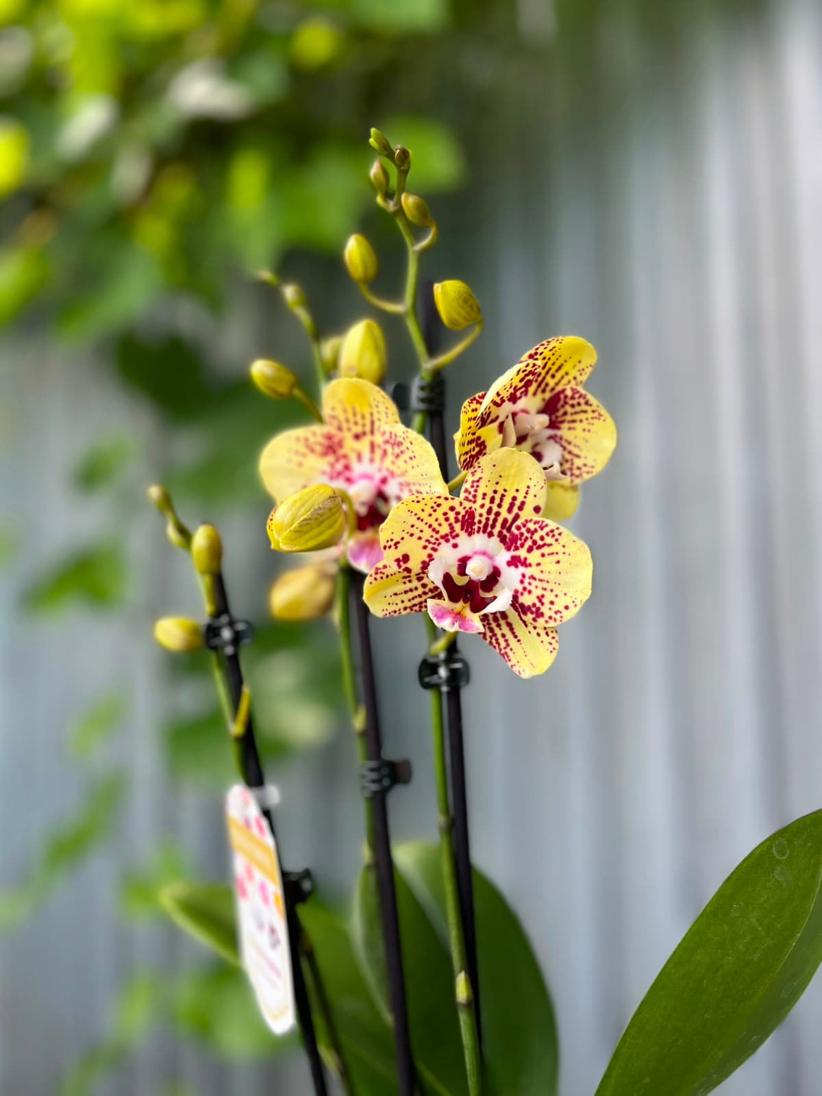 Phalaenopsis Orient Express | Storczyk
