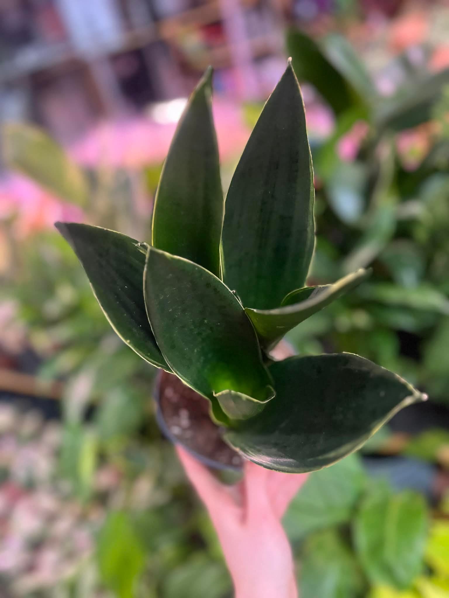 Sansevieria Black Diamond