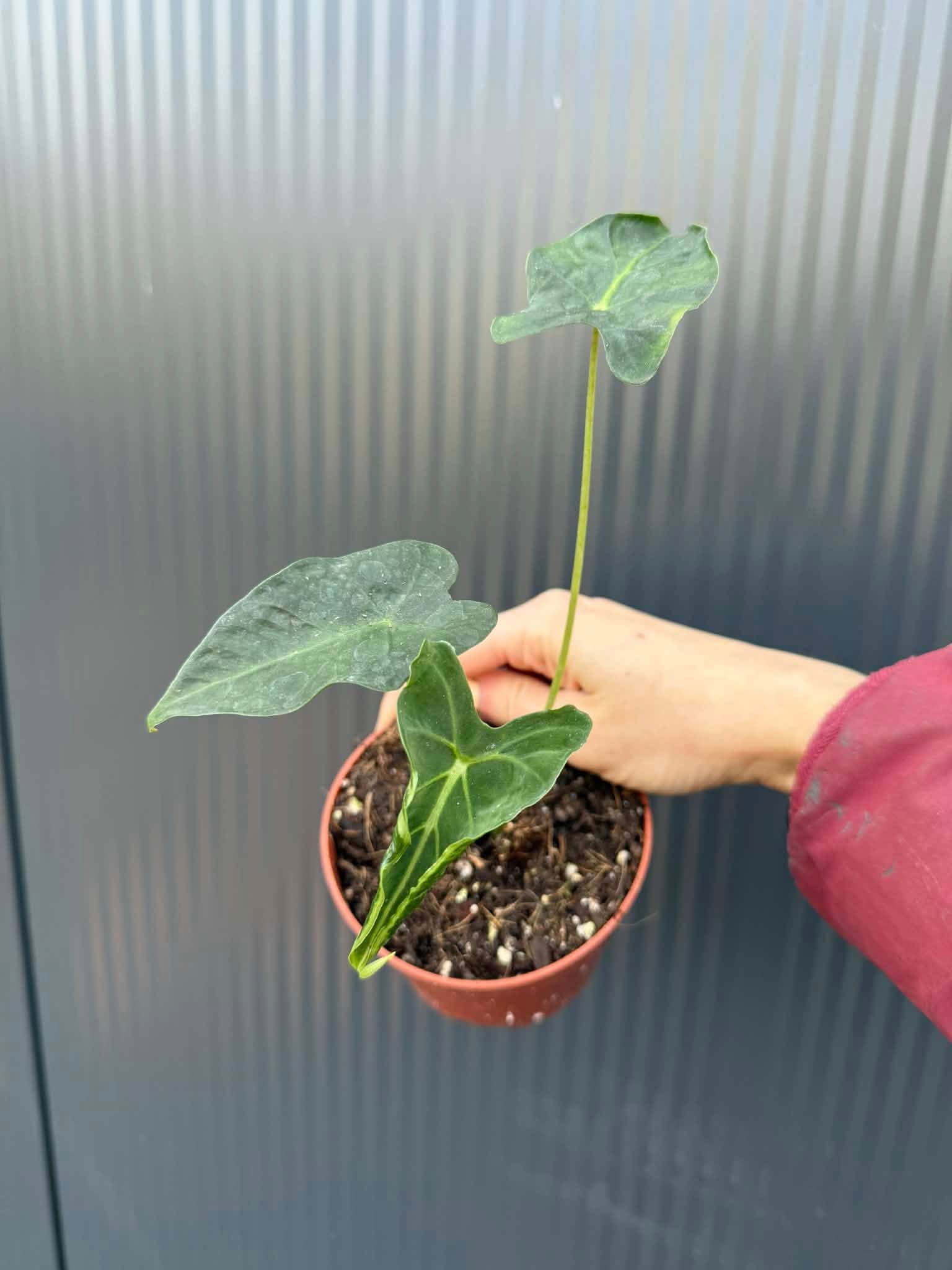 Alocasia Micholitziana Frydek Tattoo