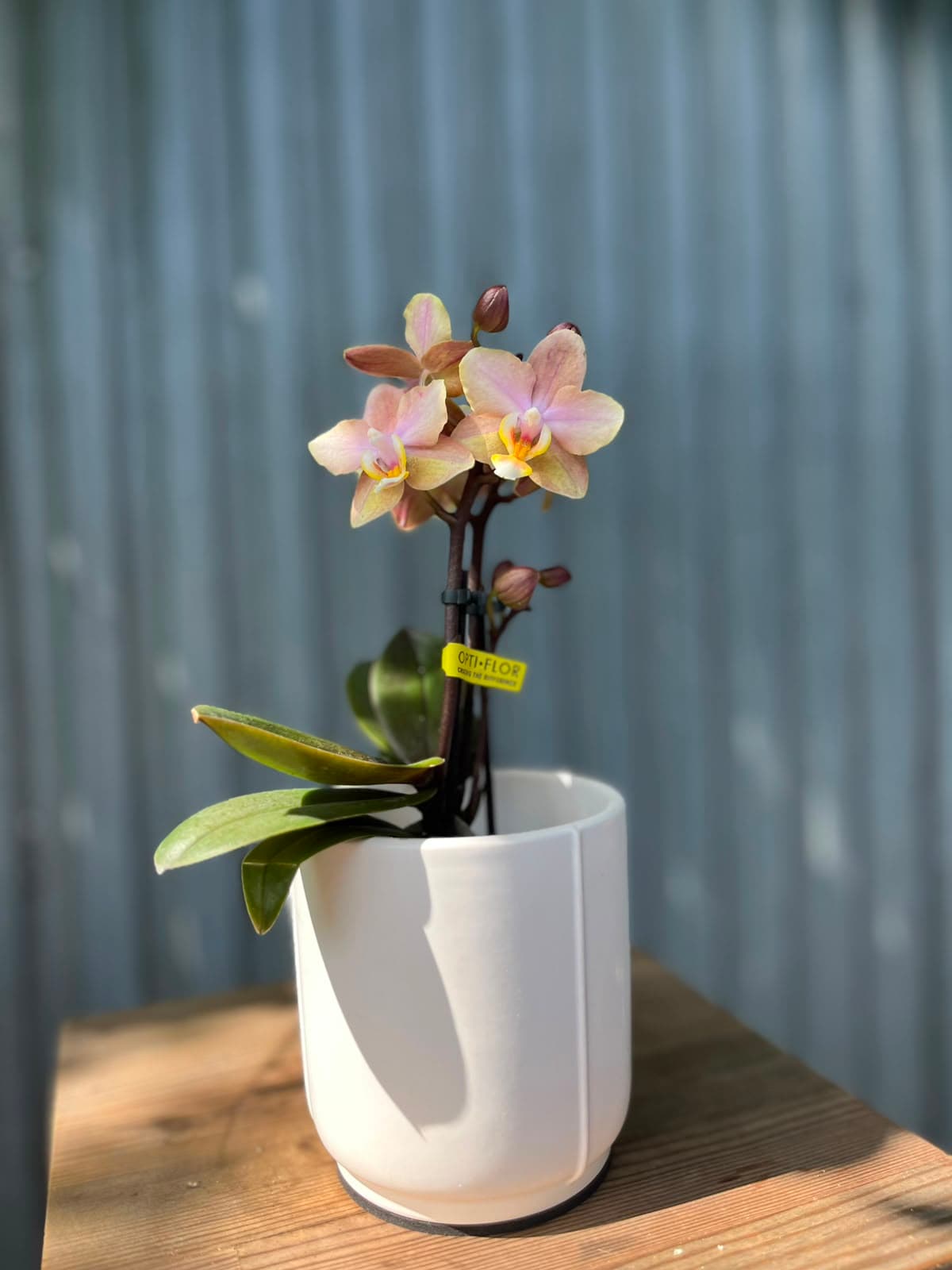 Phalaenopsis Aromio Honey | Stroczyk pachnący