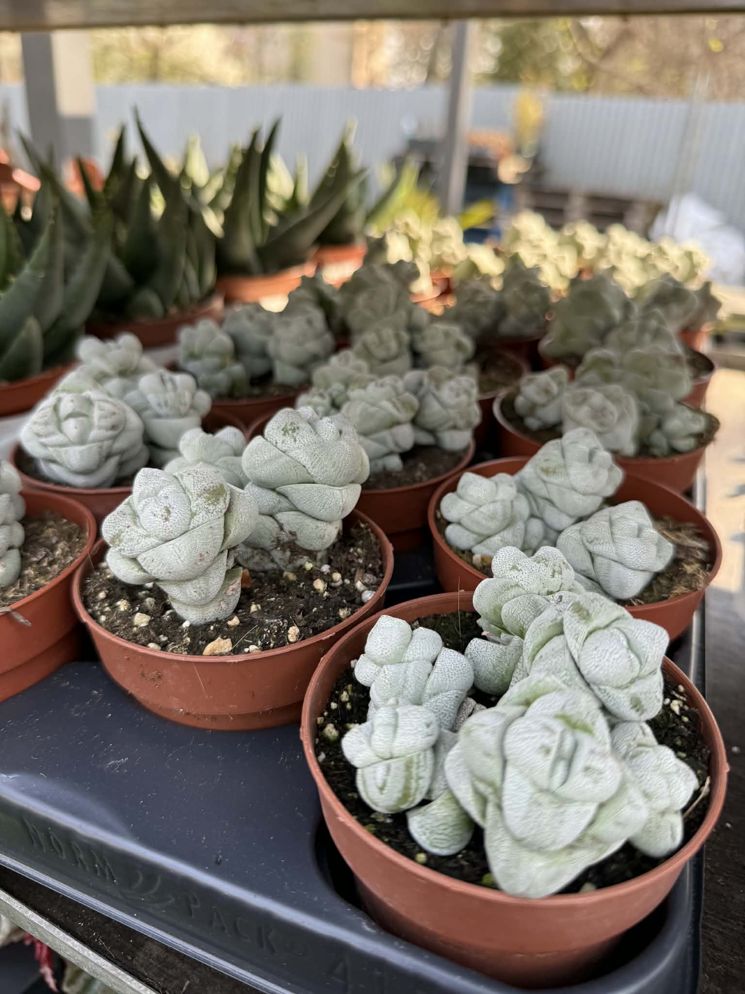Crassula Deceptor