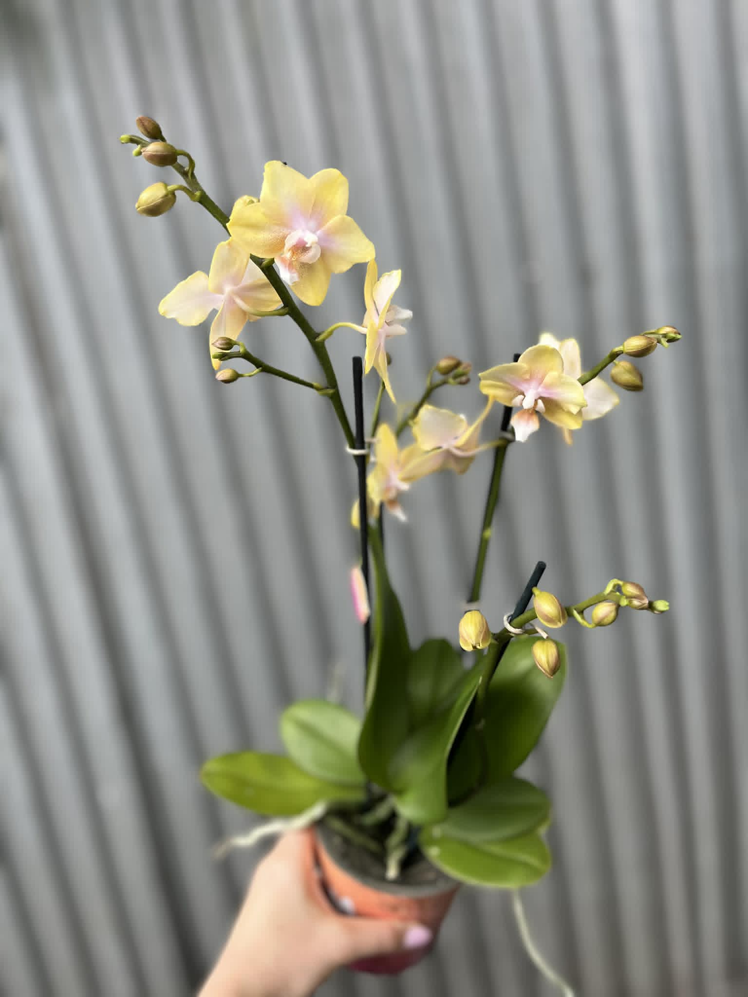 Phalaenopsis Bolgheri Lemon | Storczyk pachnący