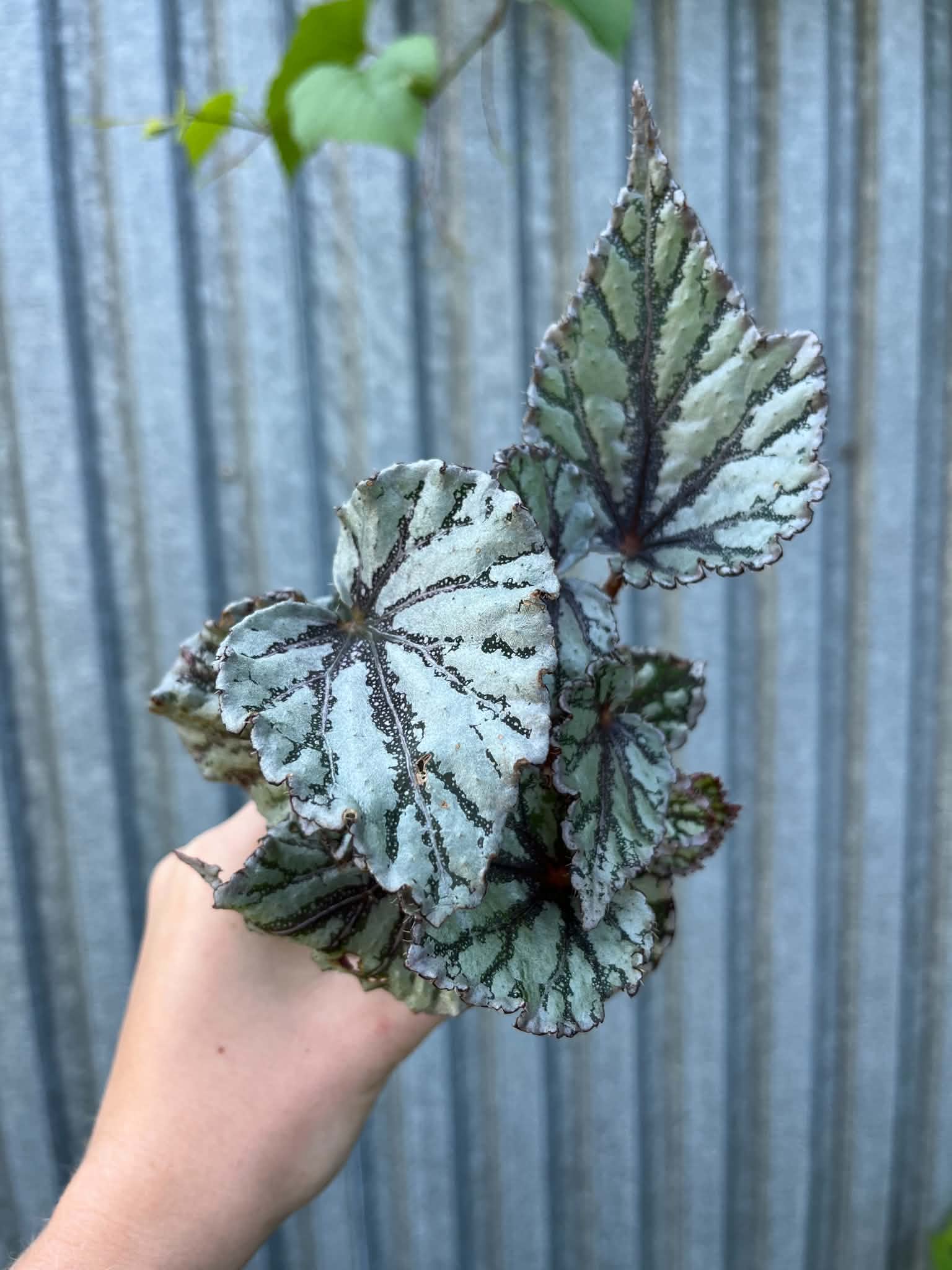 Begonia Mix Maluszków | 4 Kolekcjonerskie Odmiany do Wyboru