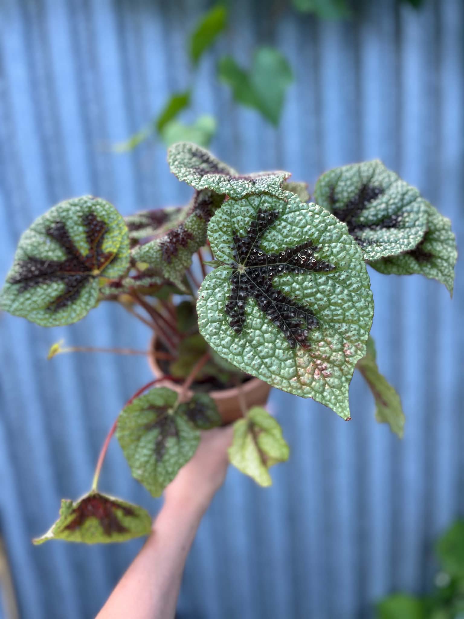 Begonia Masoniana 'Rock' | Begonia z Ceramiczną Doniczką