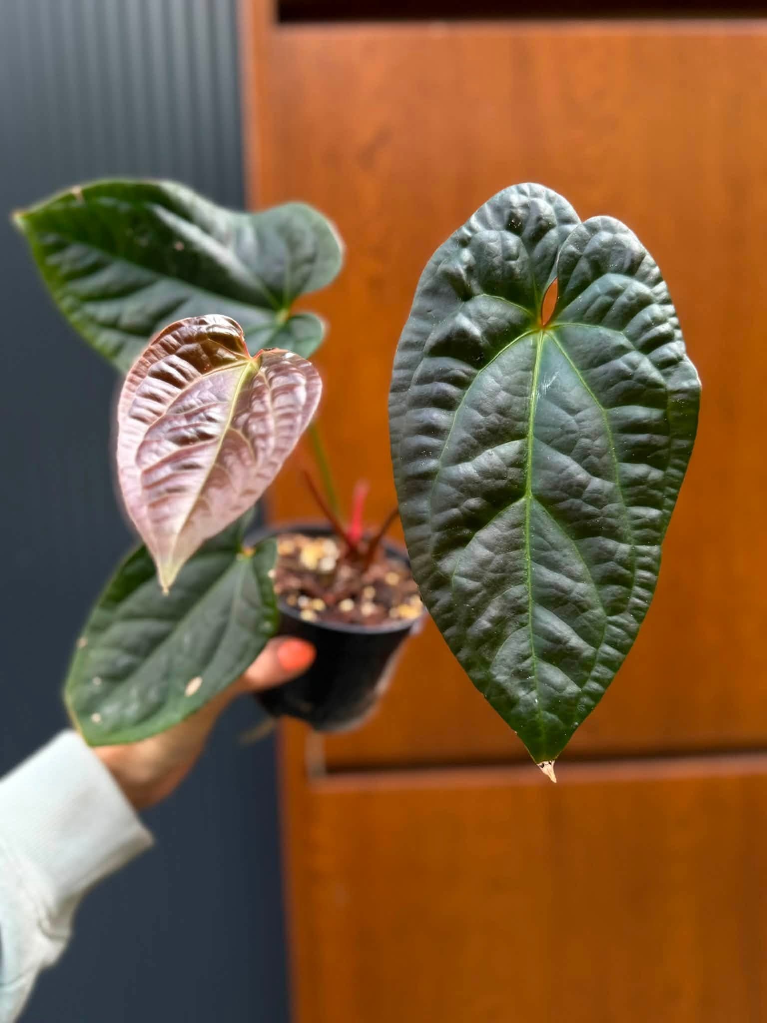 Anthurium Luxurians x Superbum
