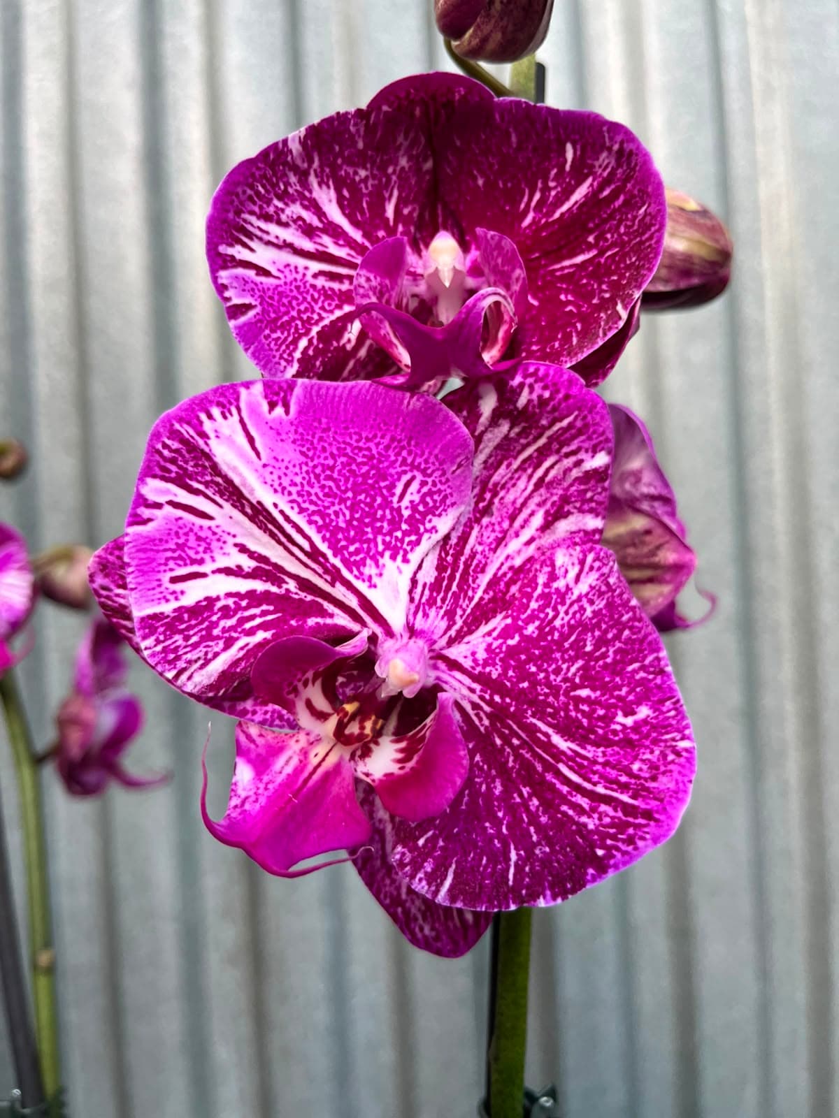 Phalaenopsis Limited Purple Rose | Storczyk