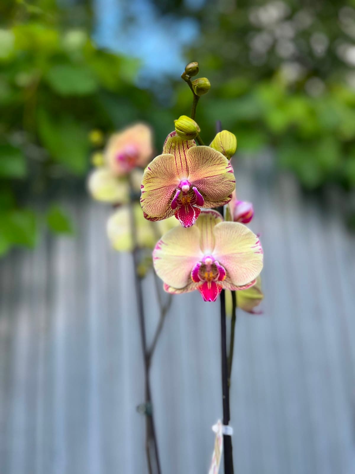 Phalaenopsis Golden Splash
