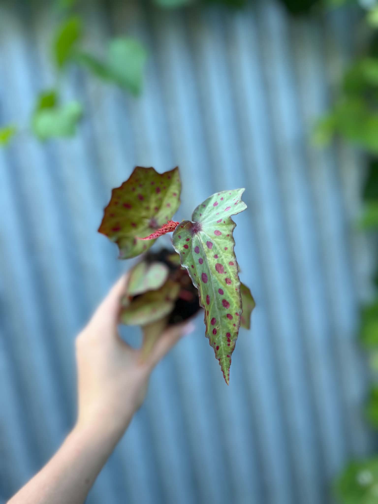 Begonia Amphioxus × Malachosticta | Begonia Kolekcjonerska
