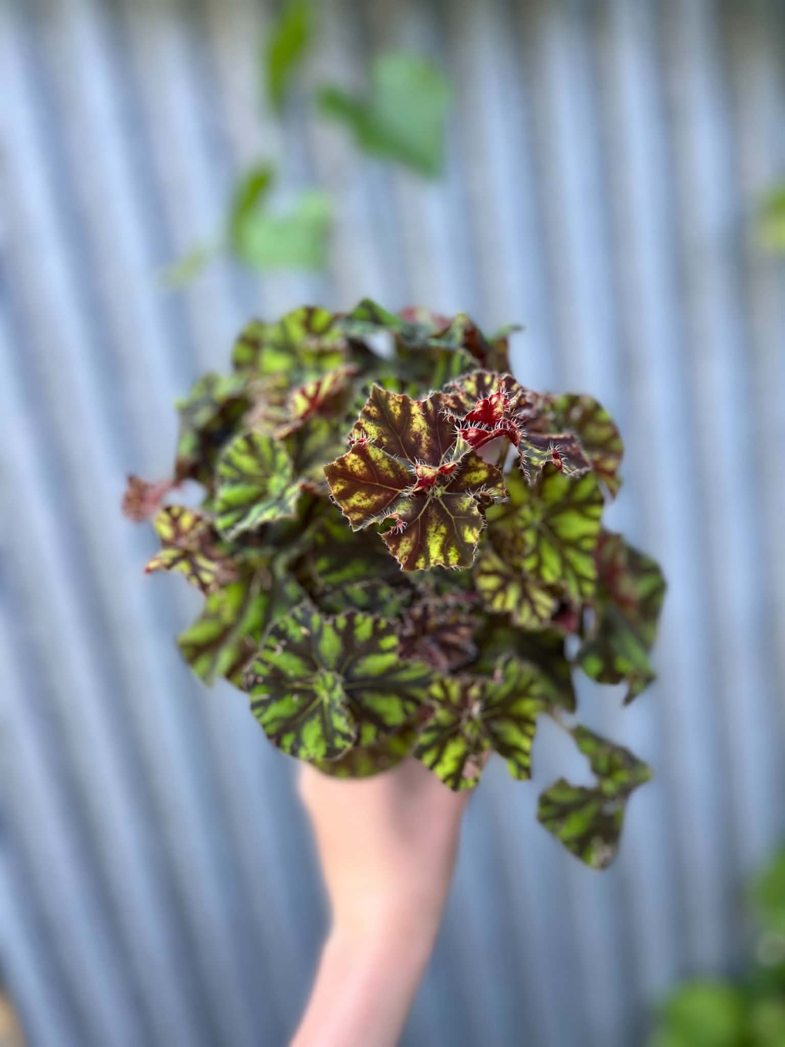 Begonia 'Tiger Paws' | Begonia z Ceramiczną Doniczką