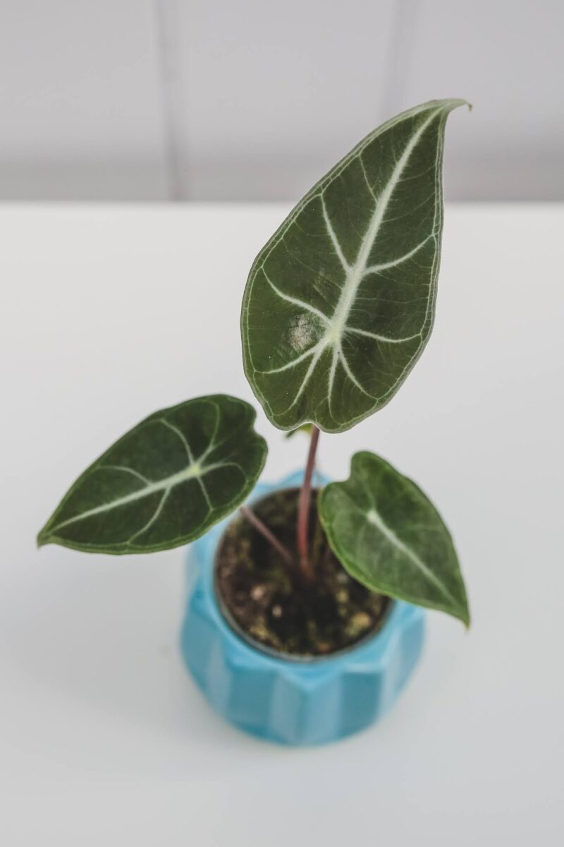 Alocasia Longiloba
