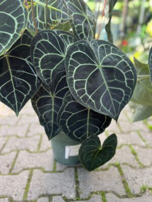 Anthurium Clarinervium
