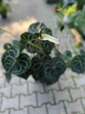 Anthurium Clarinervium