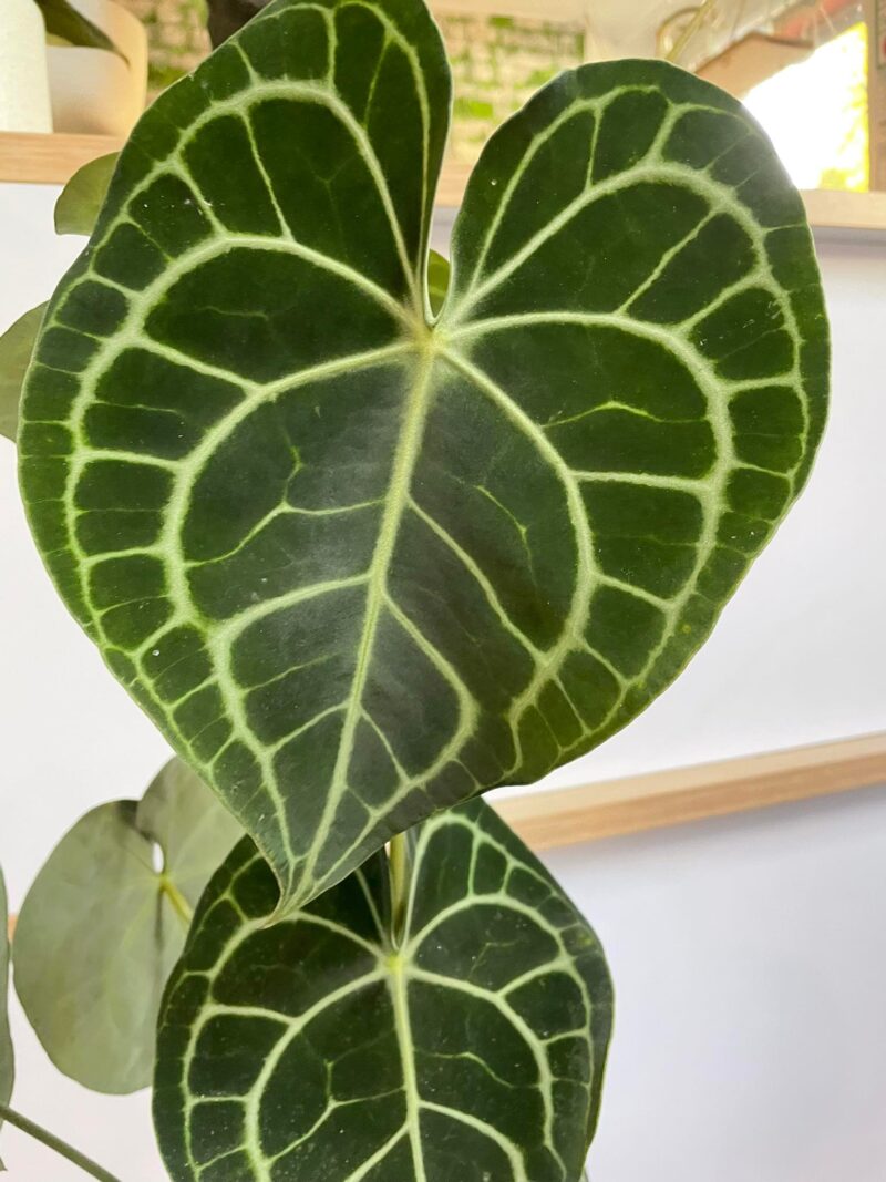 Anthurium Clarinervium