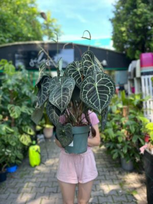 Anthurium Clarinervium