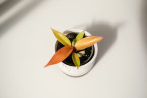 Philodendron Prince of Orange