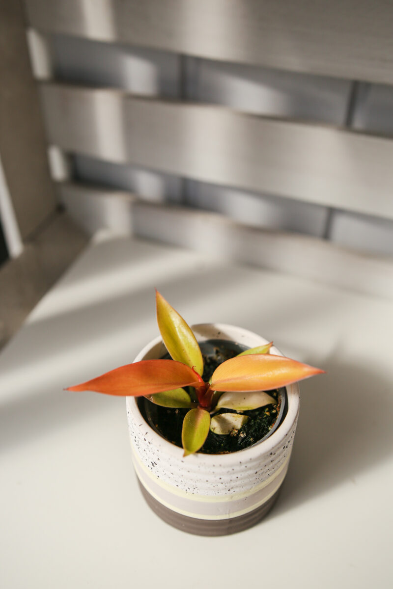 Philodendron Prince of Orange