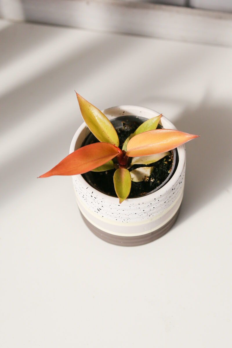 Philodendron Prince of Orange