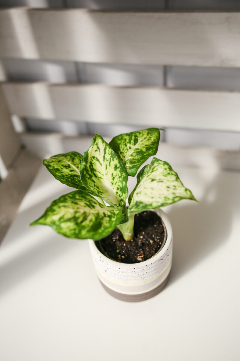 Diffenbachia maculata Amy