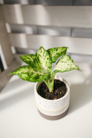 Diffenbachia maculata Amy