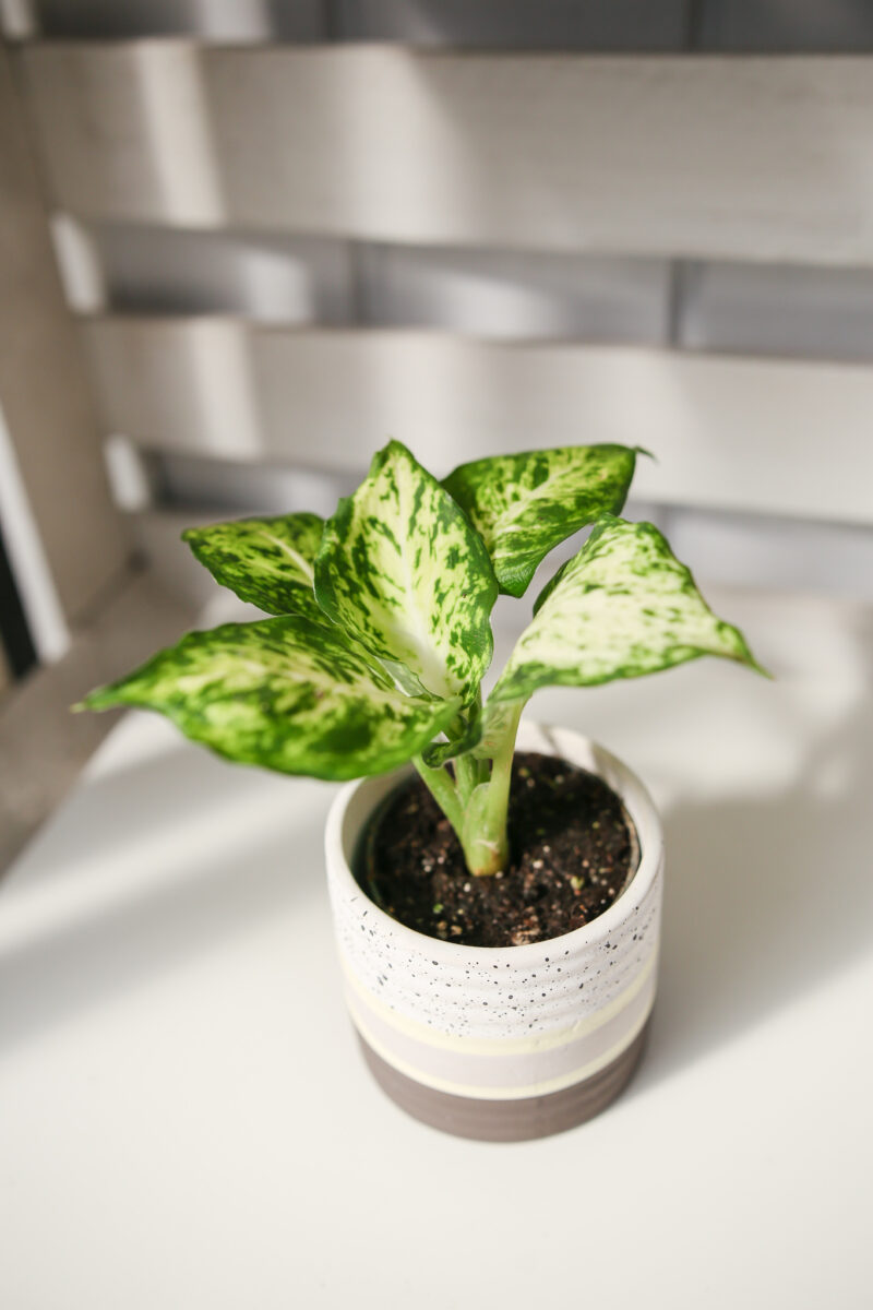 Diffenbachia maculata Amy