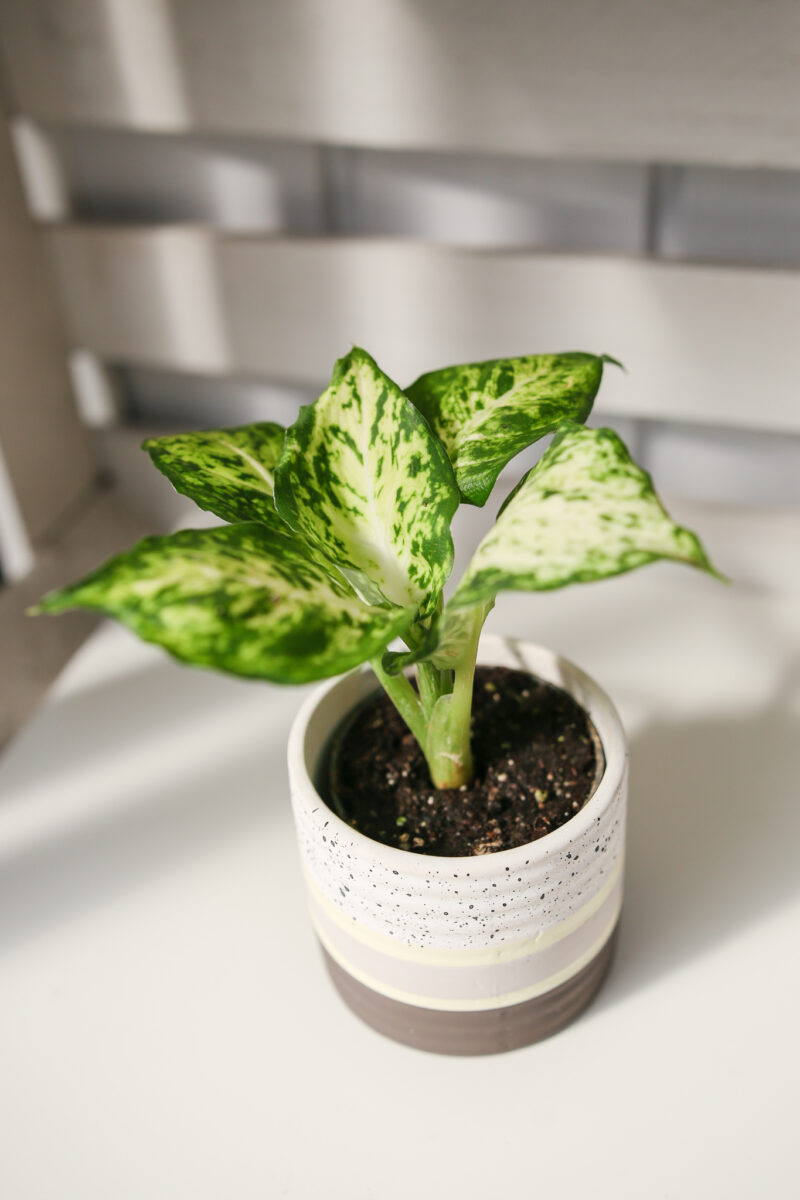 Diffenbachia maculata Amy