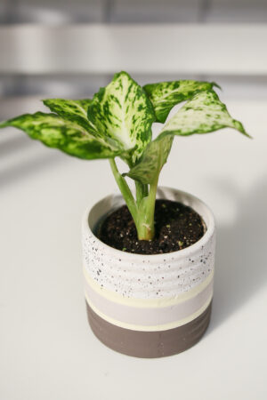 Diffenbachia maculata Amy