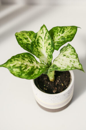 Diffenbachia maculata Amy