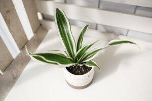 Dracena deremensis white