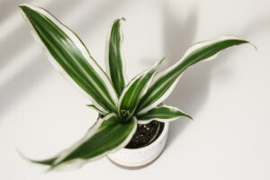 Dracena deremensis white